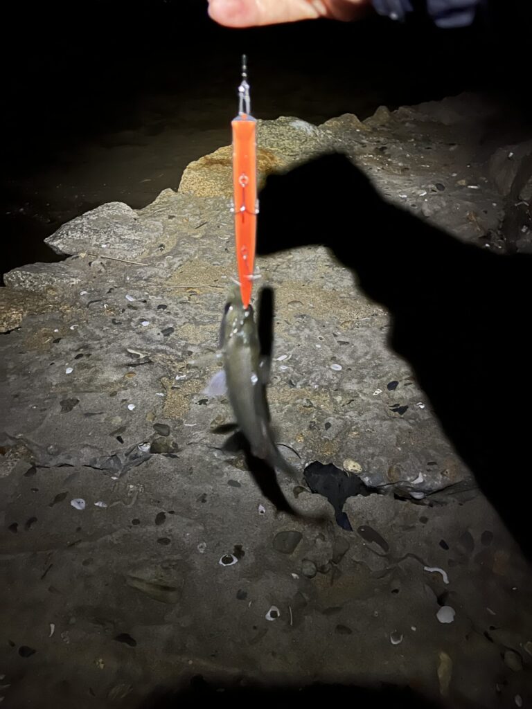 チビセイゴの写真