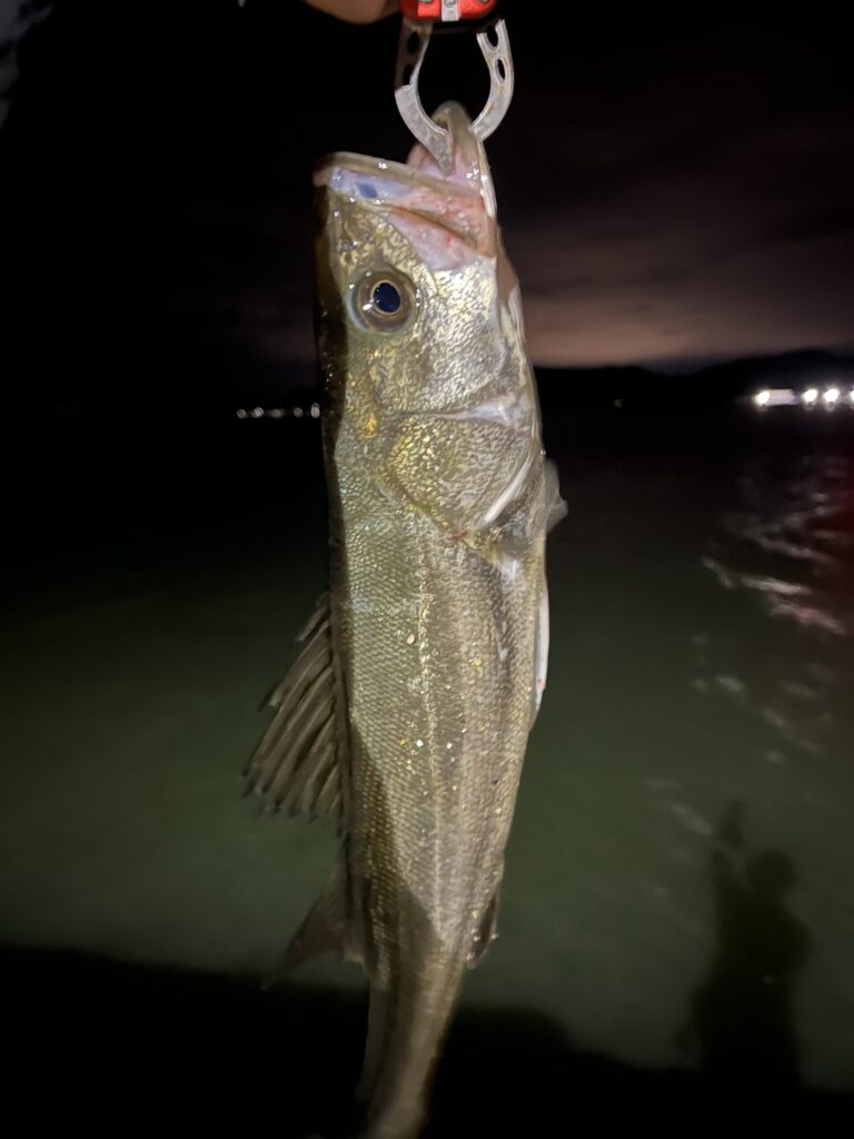 実際に釣りあげたシーバス