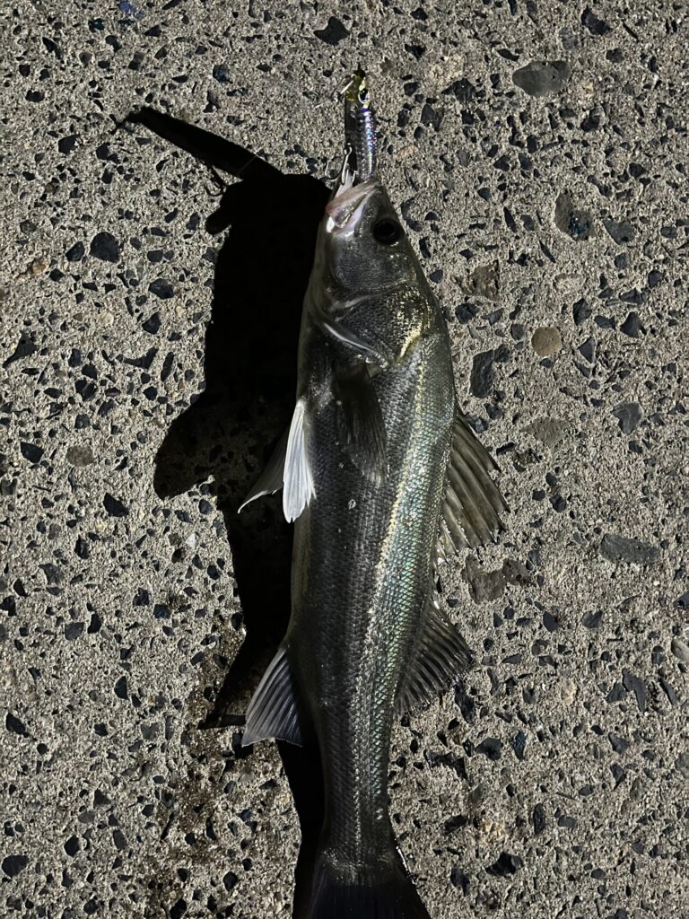 ２匹目に釣りあげたシーバス