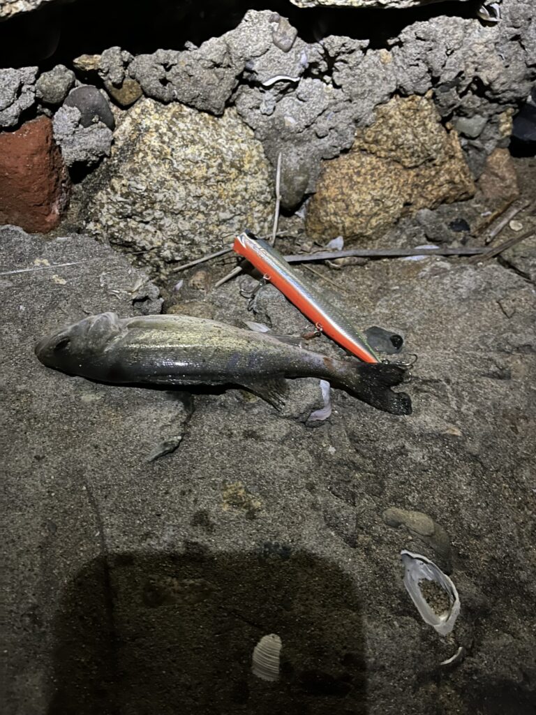 ルアーと同じくらいのサイズでした。