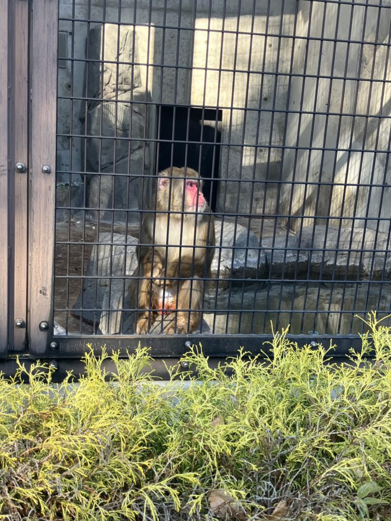 福山市立動物園のニホンザル