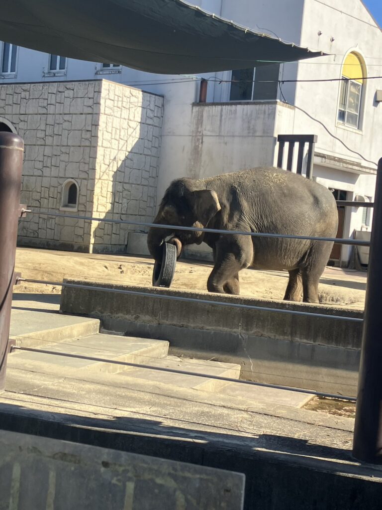 ゾウのフクちゃん。今では元気にタイヤを持ち上げて遊べるようになりました。