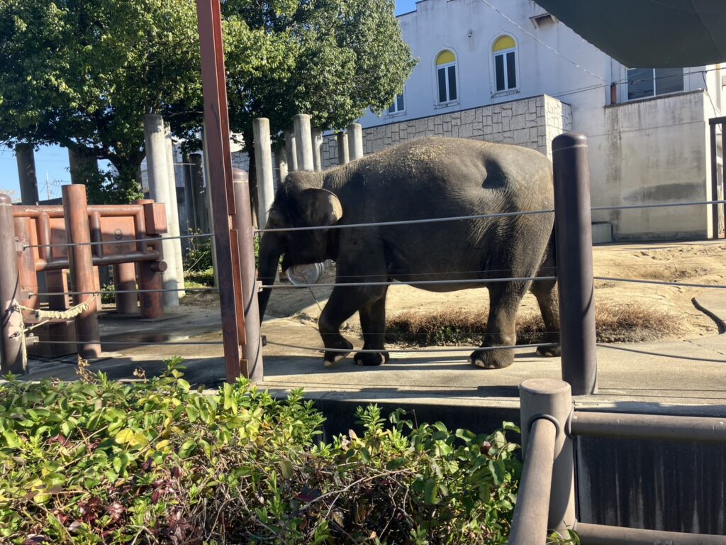 福山市立動物園で大人気!ゾウのフクちゃん