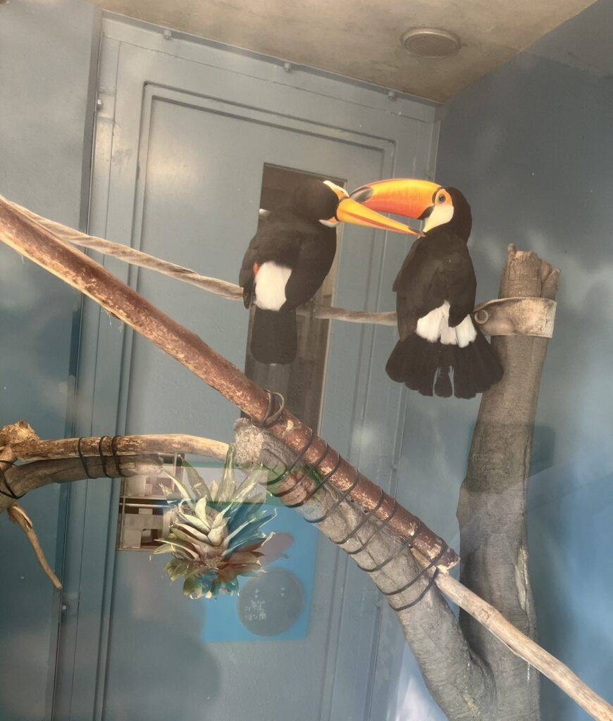 福山市立動物園で見かけた、仲睦まじい鳥のカップル