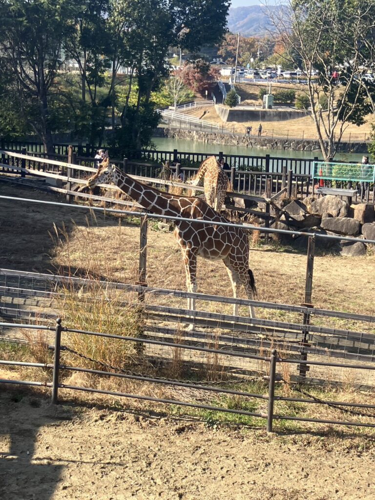 福山市立動物園の、展望デッキからキリンを見た風景。
