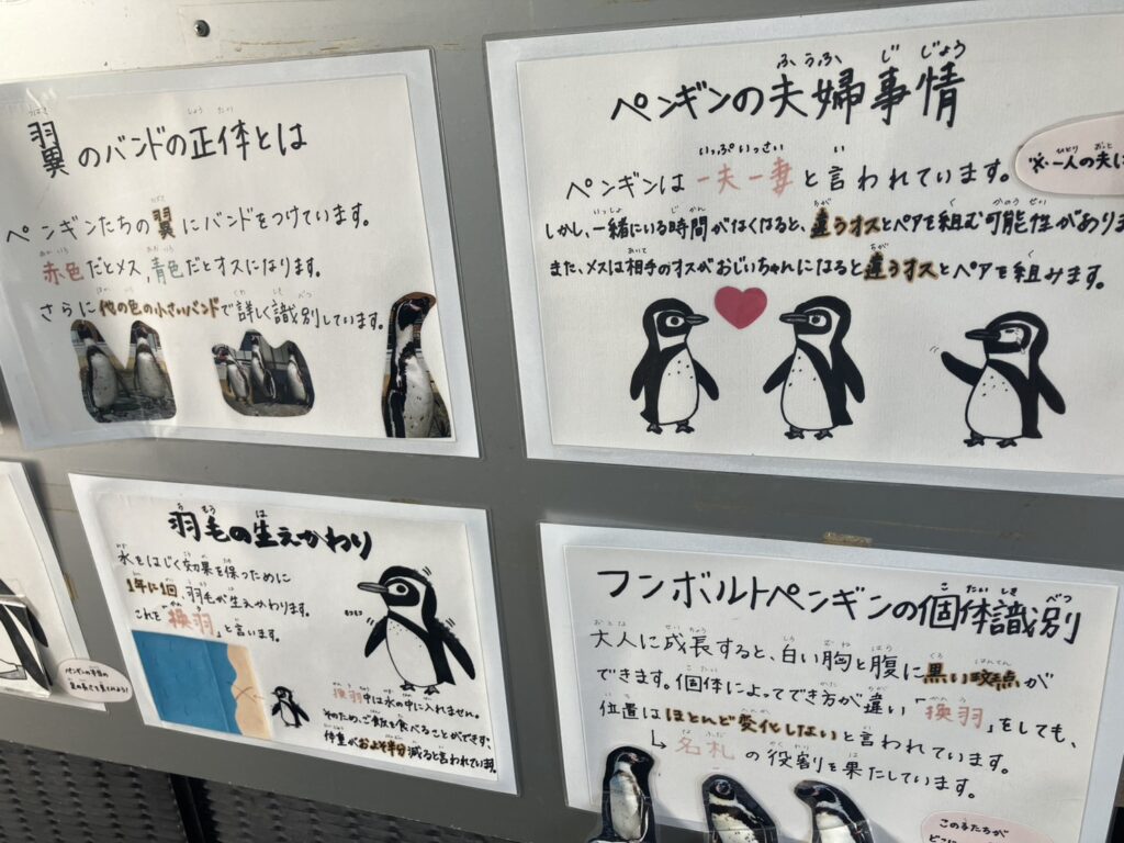 福山市立動物園の面白い展示。ペンギンの夫婦事情や、翼のバンドの正体とは。