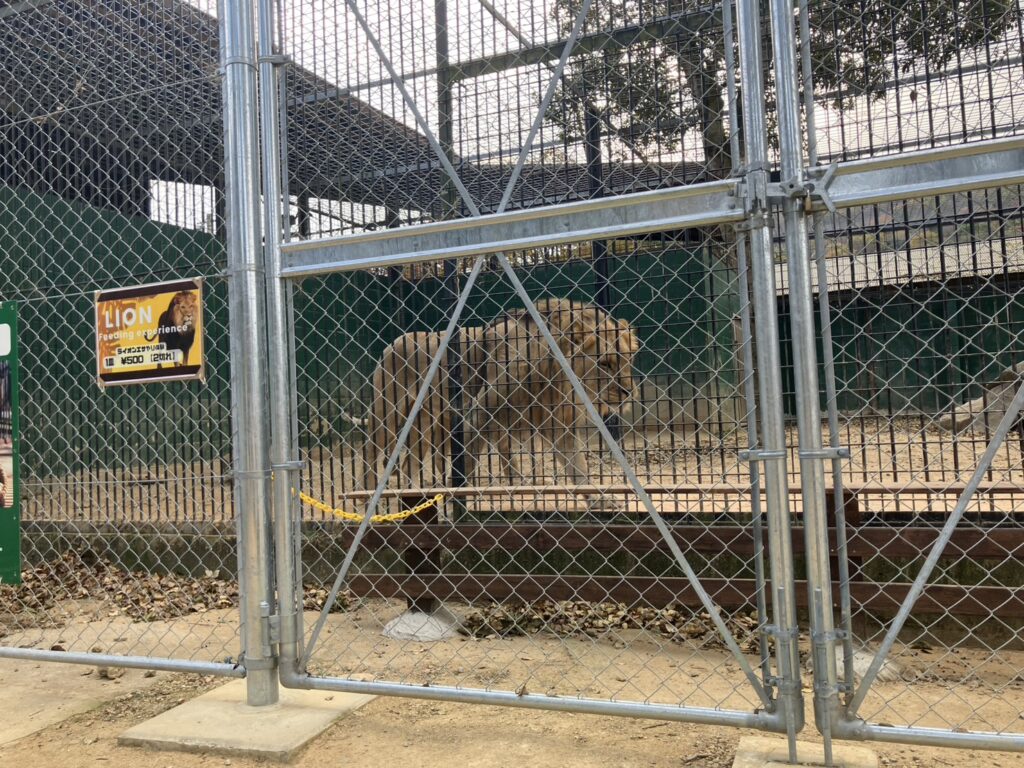 しろとり動物園のライオンの写真