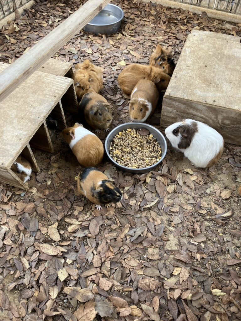 しろとり動物園で可愛かったモルモットたち。