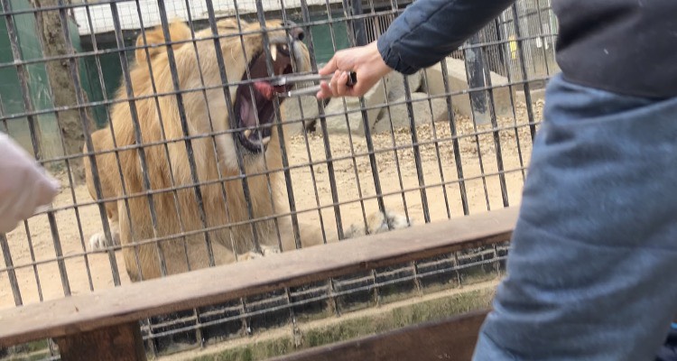 しろとり動物園で、ライオンにお肉をあげたときの写真。口を大きく開けています。