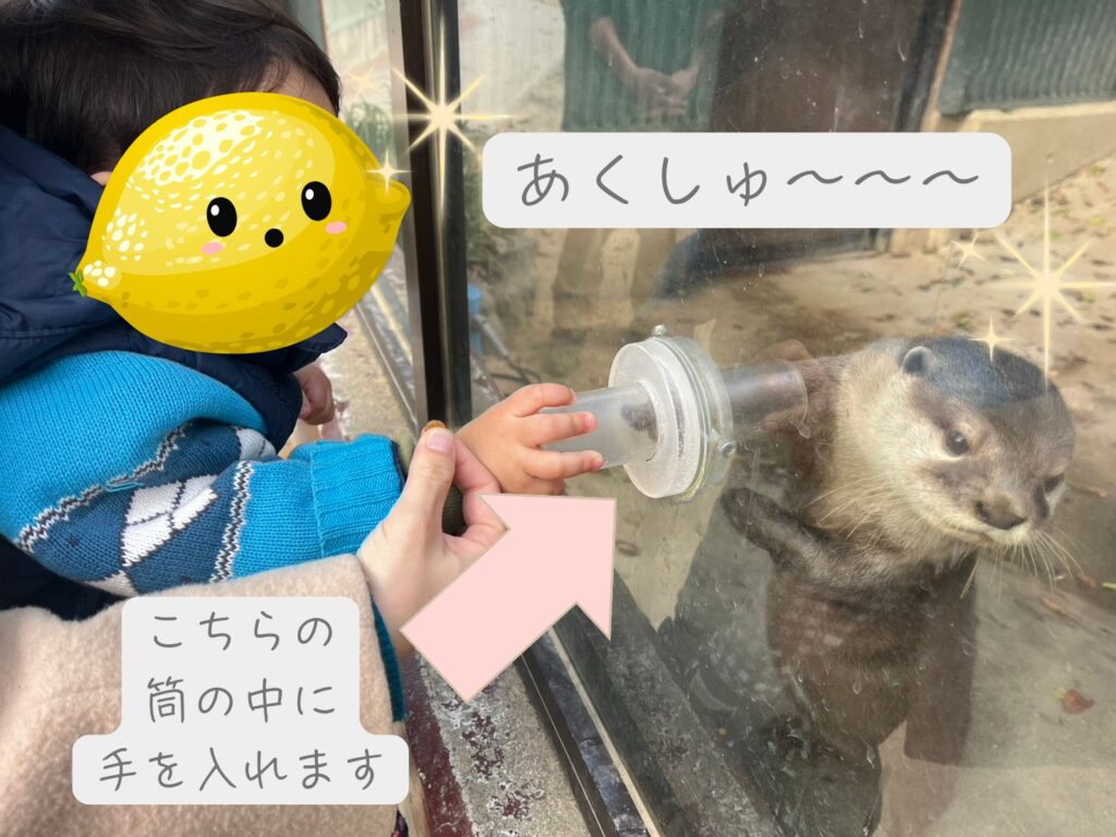 しろとり動物園で楽しかった、コツメカワウソとの握手会